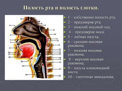 Шаг 3. Добавьте детали внутри рта