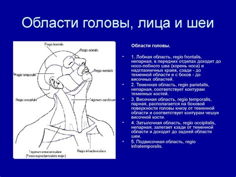Шаг 4: Подробности лица и шеи