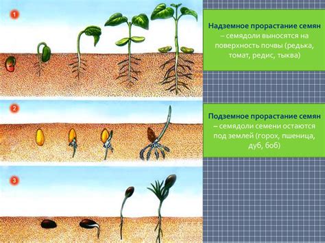 Шаг 4: Формирование цветка