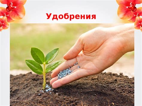 Шаг 5: Применение удобрения на растения