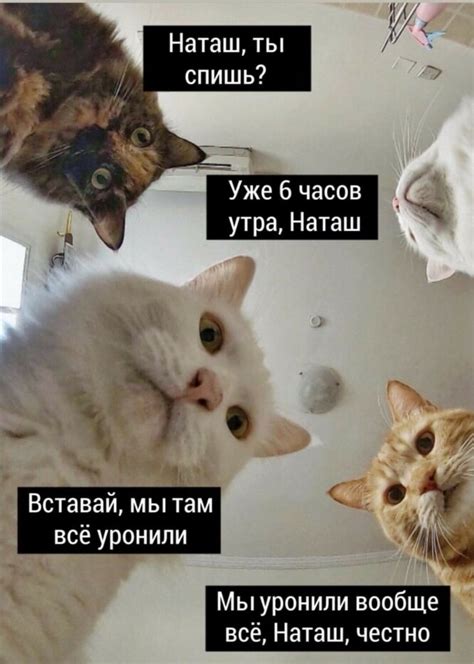 Шаг 5. Отправьте мем в WhatsApp чаты