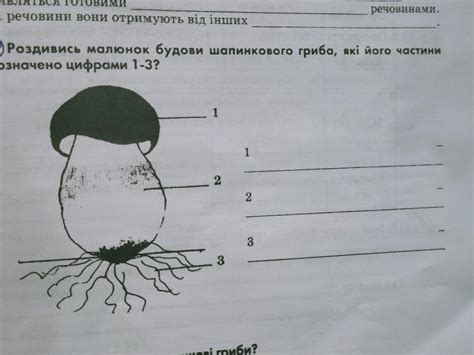 Шаг 7: Проверка определения гриба