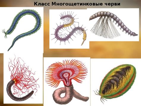 Эволюционное происхождение многощетинковых червей