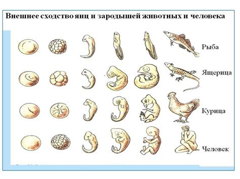 Эволюционное происхождение слез