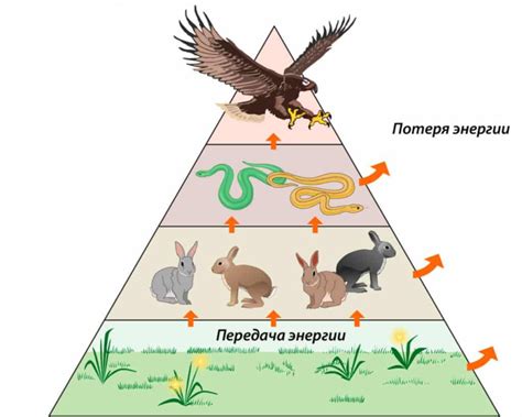 Эволюционные аспекты пищевых цепей