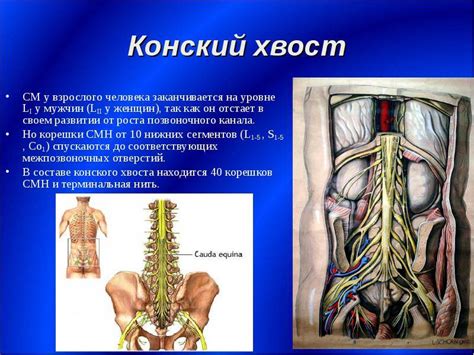 Эволюционные причины наличия хвоста