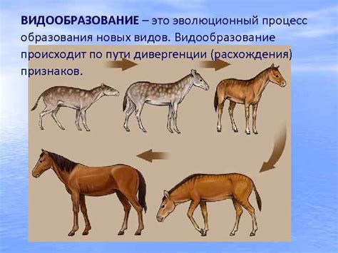 Эволюционный путь обоих видов