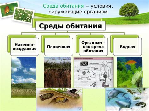 Эволюция деревьев и среда обитания