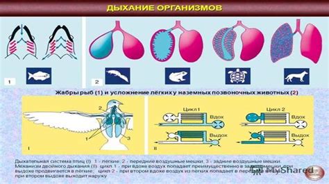 Эволюция дыхательных систем