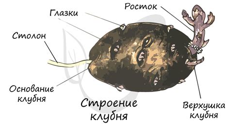Эволюция клубня в видоизмененный побег