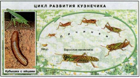 Экологическая адаптация зеленого кузнечика