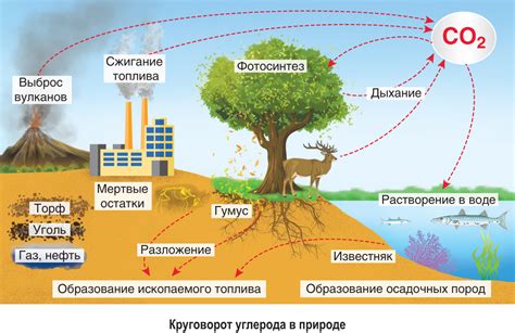 Экологическая роль бяшей в природе