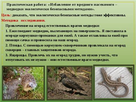 Экологически безопасные методы уничтожения щавеля