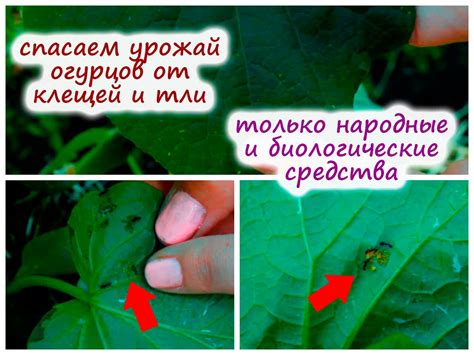 Экологически безопасные способы борьбы