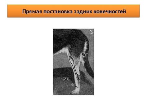 Экспертиза внешности собаки