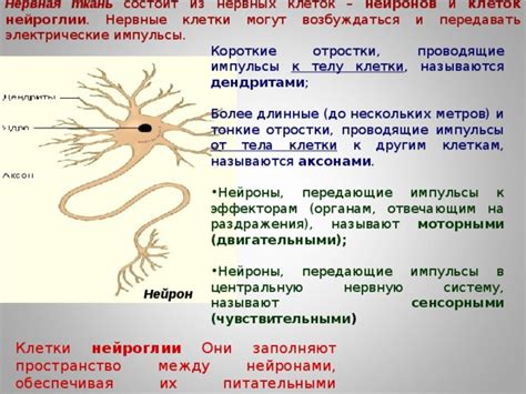 Электрические импульсы: язык общения нервных клеток