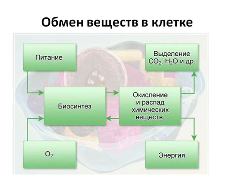 Энергетическое значение обмена веществ