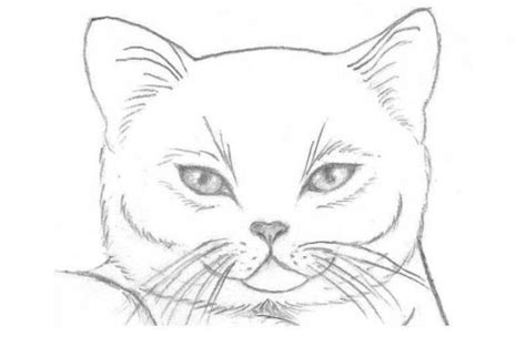 Эскиз и основные формы котят
