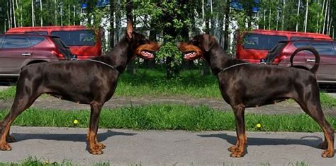 Этапы и возрасты купирования ушей и хвоста у добермана