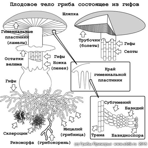 Этап 6: Тени и оттенки гриба