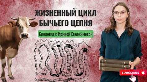 Эффективное применение препаратов от бычьего цепня