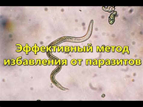 Эффективные методы избавления от паразитов