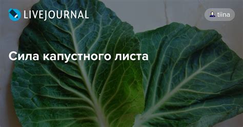Эффективные методы использования капустного листа для колен