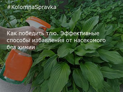 Эффективные способы избавления от гекторового порошка