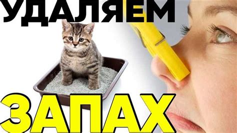 Эффективные способы удаления запаха