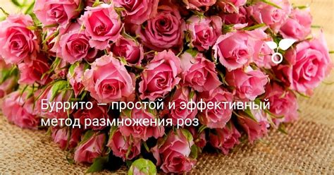 Эффективный метод сохранения роз в холодные месяцы