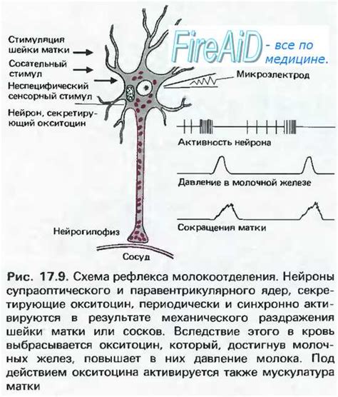 Эффекты окситоцина на пищеварительную систему