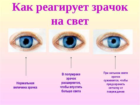 Эффекты света на размер зрачков и их увеличение