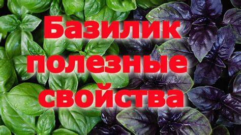  Богатый источник витаминов 