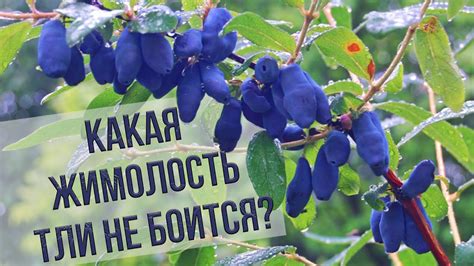  Важность правильного ухода за жимолостью 