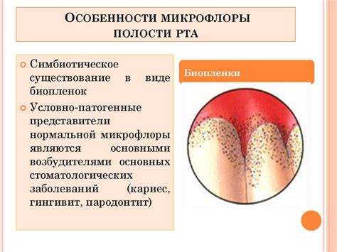  Влияние диеты на состав микрофлоры полости рта 