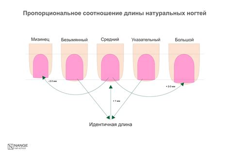  Влияние длины ногтей на здоровье 