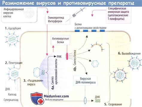  Влияние противовирусных препаратов на распространение вируса 