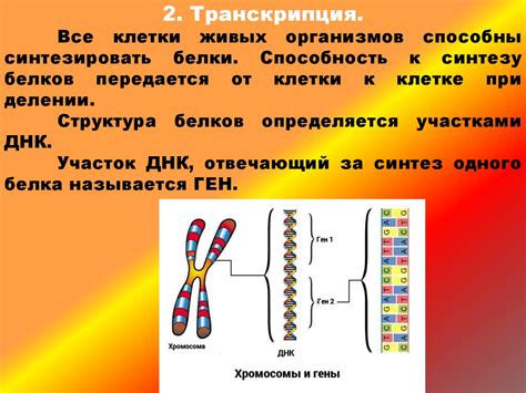  Генетический фактор и его влияние 