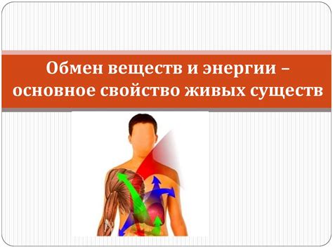  Как активировать обмен веществ: 8 действенных стратегий 