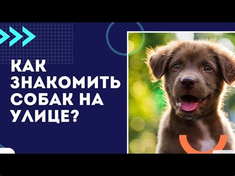  Коммуникация и социализация собаки с хозяином 