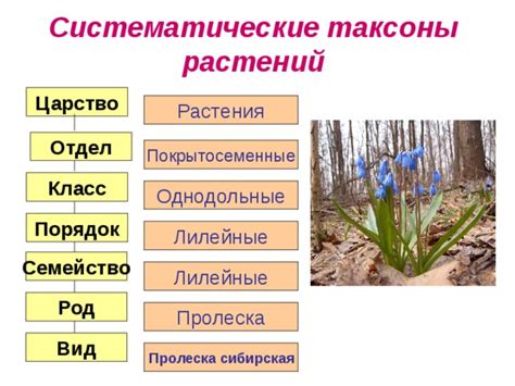  Неправильное положение растения: 