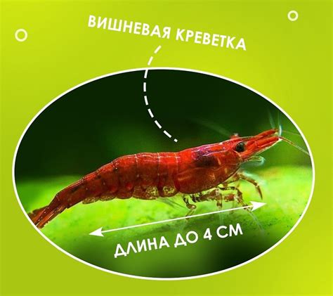  Оболочка креветок 