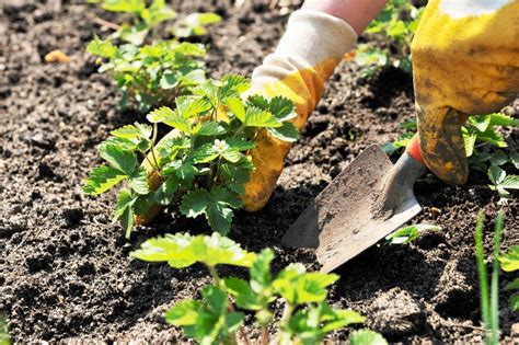  Подготовка почвы для посадки вербы на огород 