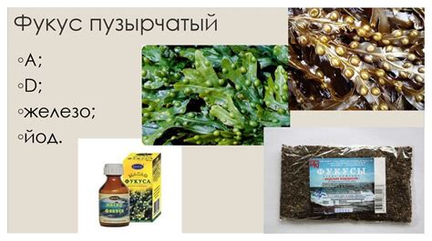  Польза использования водорослей в медицине 