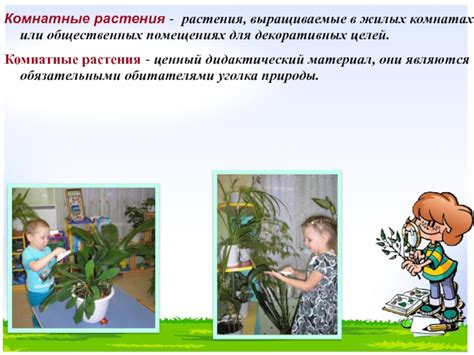  Растения для декоративных целей 