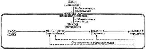  Регуляция внутренней среды 