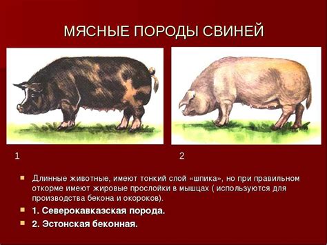  Условия разведения рысей 