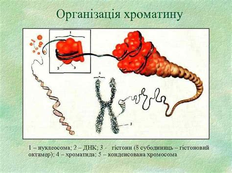 1. Генетика