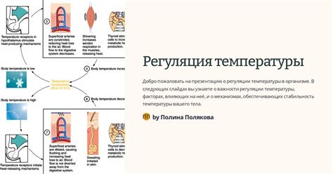 3. Регуляция температуры