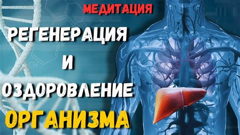 7 способов повышения регенерации организма: быстрое восстановление здоровья